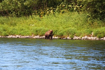 Large wild kamchatka brown bear (Ursus arctos beringianus), also known as the Far Eastern brown...