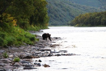 In the early morning, a kamchatka brown bear (Ursus arctos beringianus), also known as the Far Eastern brown bear, is visible on the riverbank of Bystraya Malkinskaya river on the Kamchatka Peninsula.