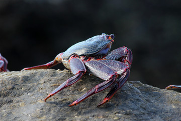 rote_Klippenkrabbe