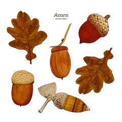 Set of acorn, hand draw sketch vector. © Yada