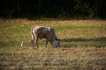 An egret bird and a water buffalo in the green field