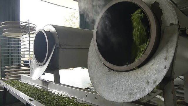 Tea making process