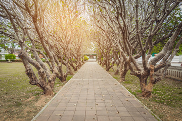 Tunnel of dry Plumeria Tree or Frangipani tree with walking way