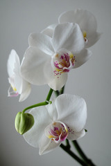 Naklejka na ściany i meble Romantic Orchid View