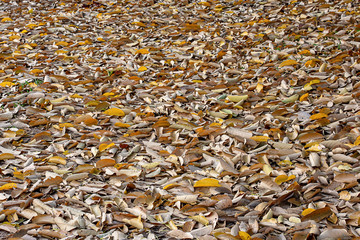 Lots of dry leaves on the ground.