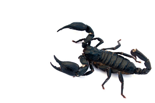 Black scorpion isolated on a white background for graphic design