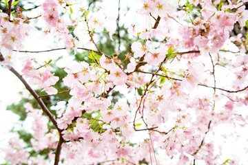 Obraz na płótnie Canvas Cherry Blossoms - Sakura