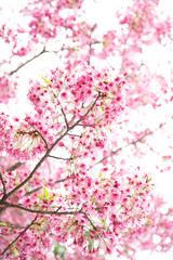  Cherry Blossoms - Sakura