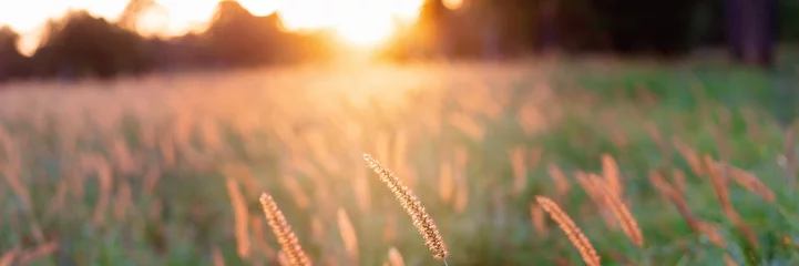 Foto op Plexiglas A Field Of Grass In The Beautiful Glow Of An Australian Sunset © Jackson Photography