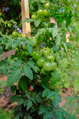 помидоры растут на грядке в открытом грунте летом выращивают овощи