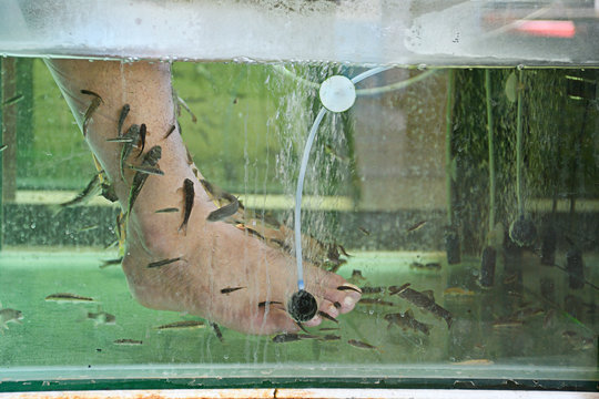 Garra rufa fish care cheap