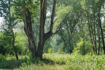 trees in the forest