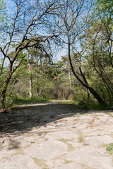 Fototapeta premium Tall, green trees in the park - a perfect place to relax.