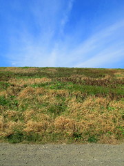 Obraz premium 早春の江戸川の土手風景