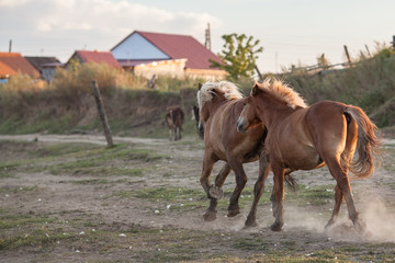 herd of horses running across the field