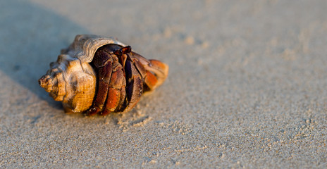 Hermit crab crawling at the beach