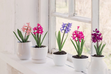 Naklejka na ściany i meble spring flowers on windowsill