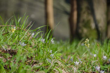Frühlingserwachen