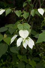 マタタビの白い葉