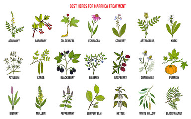 Best medicinal herbs to treat diarrhea