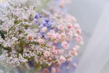 Gypsophila