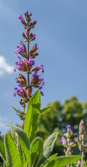 Blume im Kräuterbeet