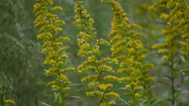 Slow Pan View of Autumn Golden Rod Weed