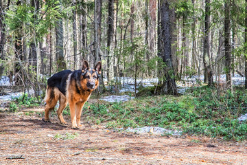 Dog German Shepherd in the forest in an early spring