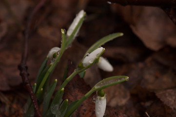 snowdrop in spring close-up