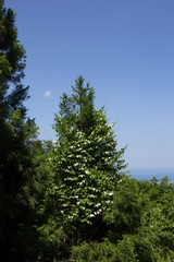 木に絡まるマタタビ