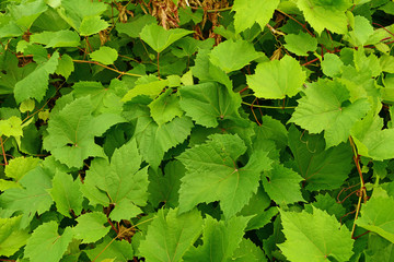 Fabulous green leaf background. Nature texture.