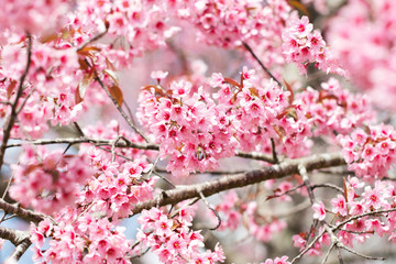 Wild Himalayan Cherry Blossoms in spring season (Prunus cerasoides), Sakura in Thailand, selective focus, Phu Lom Lo, Loei, Thailand.