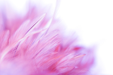 Obraz premium Pastel colored of chicken feathers in soft and blur style for the background