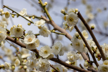 Plum blossoms at Sumida Park, Taito Ward, Tokyo, Japan