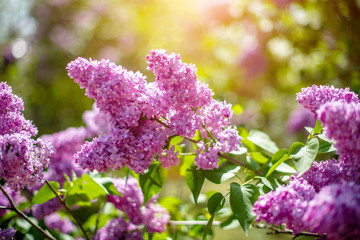      Pink lilac blooms in the Botanical garden 