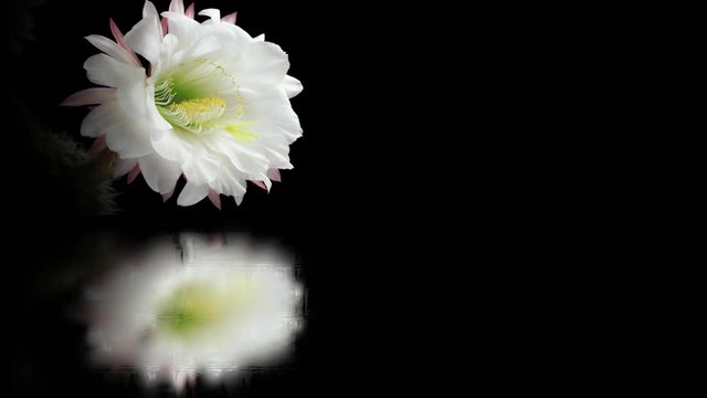 Beautiful Blooming Cactus Flower. Life cycle time lapse of this cactus which blooms once a year for 24 hours. Copy space.	