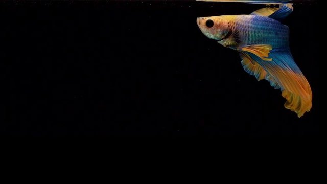 Super slow motion of Siamese fighting fish (Betta splendens), well known name is Plakat Thai