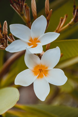 Plumeria flowers.