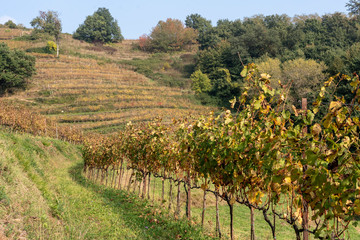 Fototapeta na wymiar Vineyards in the Park of Curone at fall