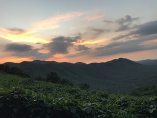 Evening scenery on forest side