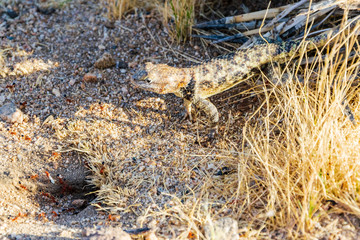 Lizard waiting in front of an ant's nest - ready to attack -i n Joshua Tree National Park