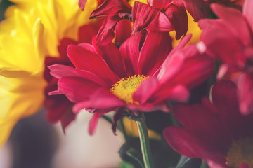 Close up of chrysanthemums