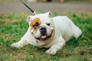 Fototapeta premium White english bulldog lays on the grass in a park