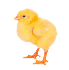 Cute little chicken isolated on white background