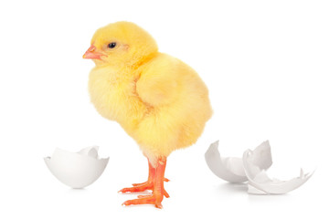 beautiful little chick and eggshell isolated