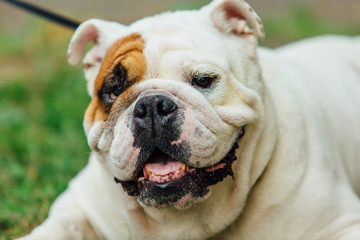 White english bulldog lays on the grass in a park