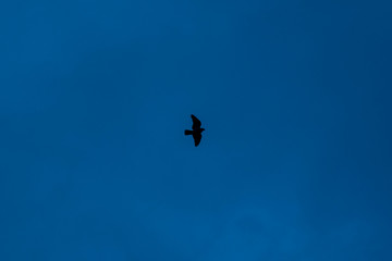Silhouette of a bird in the night dark sky