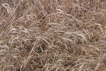 Autumn grass background