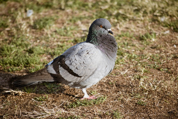 Pigeon huddles into fluffy feathers on a cold day.