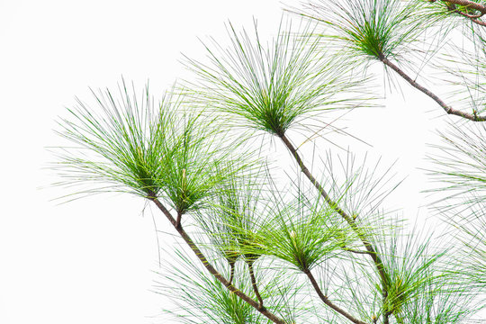 Close-up of Leaves of the Merkus pine or Sumatran pine (Pinus merkusii Jungh. & de  Vriese).  isolated on white background.